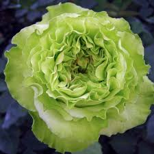 Green Giant Rose Flower Seeds for Planting Heirloom Non-GMO High Germination Organic Garden Seeds