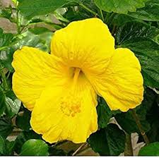 Yellow PC Hibiscus Flower Seeds