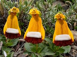 Orange Calceolaria Uniflora Flower Seeds