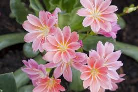 Pink Lewisia Cotyledon Flower Seeds - Heirloom Non GMO Premium Garden Seeds for Planting, High Germination Outdoor Plant