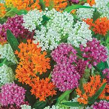 Mixed Asclepias Flower Seeds Colorful Blooms - Heirloom Non GMO High Germination Organic Garden Seeds for