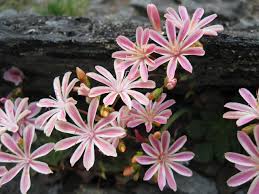Pink Lewisia Cotyledon Flower Seeds - Heirloom Non GMO Premium Garden Seeds for Planting, High Germination Outdoor Plant