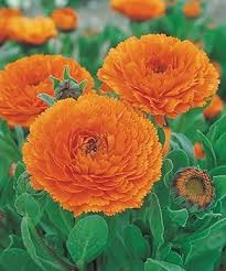 Orange Calendula Flower