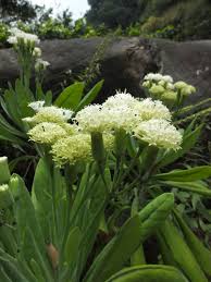 Kleinia Flower Seeds