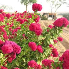 Red Celosia Flower Seeds Rare Blooming Plants Balcony and Patio Gardening Colorful Seeds for Planting - Heirloom Non GMO
