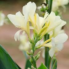 White Canna Edulis Flower Flower Seeds - Heirloom Non GMO High Germination Organic Garden Planting Seeds