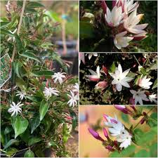 Pink Blooming Jasmine Flower Flower Seeds - Heirloom Non GMO High Germination Organic Garden Planting Seeds