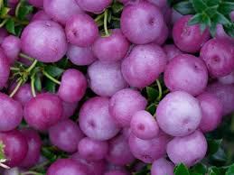 Pink Gaultheria Fruit Growing Aromatic Fruits Home Fruit Seeds