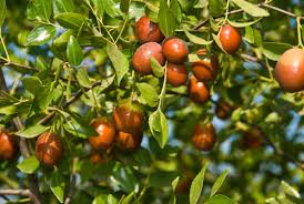 sugar cane jujube fruit for planting a delicacy in every bite grow your backyard gmo free Fruit seeds