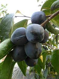 black persimmon fruit for planting naturally sweet home garden gmo free Fruit seeds