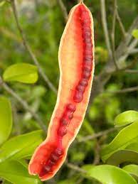 capparis cynophallophora jamaican caper fruit florida native berry for cultivation Fruit seeds