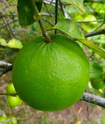 key lime citrus aurantifolia fruit for planting heirloom and gmo free home garden Fruit seeds