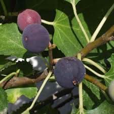 Black Mission Fig Fruit Grow The Classic Tree Heirloom Fruit Seeds