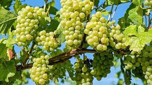green brazilian grape fruit for planting Fruit Seeds