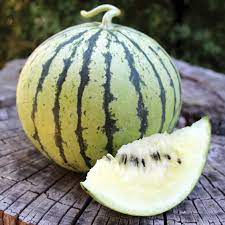 cream of saskatchewan watermelon fruit for Fruit Seeds