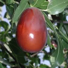 lang ziziphus jujube fruit for planting Fruit Seeds