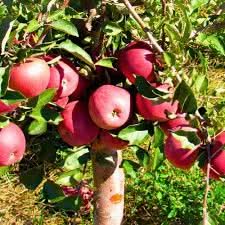 Apple Pink Lady Fruit Tree Unique Harvests Beautiful Trees For Landscape Fruit Seeds