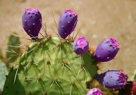 purple prickly pear cactcus plant for planting cultivation heirloom Fruit seeds
