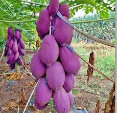 purple papaya fruit for planting rare papayas with unique flavor heirloom Fruit seeds