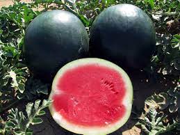 Black Diamond Watermelon Fruit Refreshing Summertime Crops Fruit Seeds