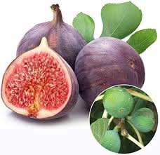 burgundy figs fruit for planting sweet and nutritious grow at home heirloom Fruit seeds