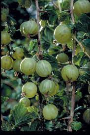 greenfinch gooseberry fruit for planting tart and tangy rich in vitamin c gmo free Fruit seeds