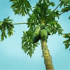 carica papaya fruit tree for planting Fruit Seeds