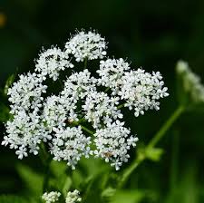 White Aegopodium Podagraria Flower Exotic