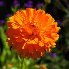 Orange Calendula Flower Seeds