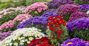 Mixed Aster Flower Seeds