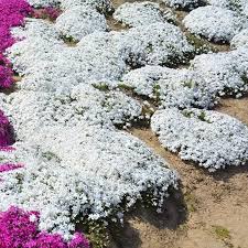 White Organic Cress Flower Seeds