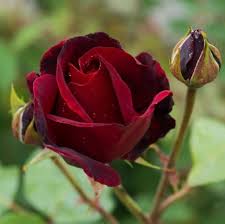 Marron Rose Flower Seeds for Planting Heirloom Non-GMO High Germination Organic Garden Seeds Rare Blooms - Heirloom Non