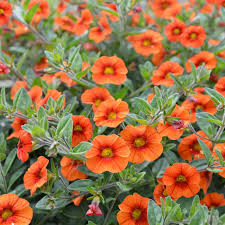 Orange Calibrachoa Flower Seeds for Planting Heirloom Non-GMO High Germination Organic Garden Seeds Colorful Blooms -