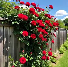 Red Rosa Banksia Flower Seeds