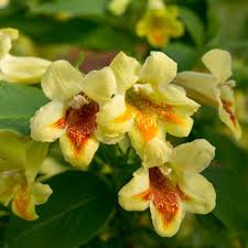 Yellow Weigela Flower Seeds