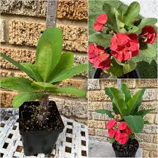 Red Crown Thorn Flower Seeds