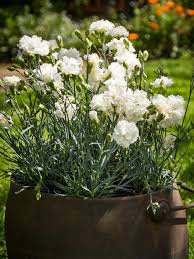 White Dianthus Flower Seeds - Heirloom, Non-GMO, High Germination Flower Seeds for Planting