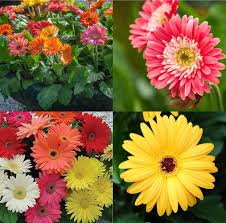Daisy Gerbera Flower Seeds Mixed