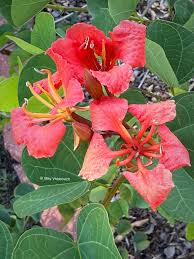 Red Bauhinia Galpinii Orchid Flower Seeds