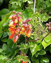 Red Eccremocarpus Flower Seeds for Planting - Heirloom Non GMO High Germination Garden Seeds for Planting