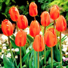 Orange Fringed Tulip Flower Seeds