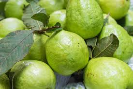 Giant Vietnamese Vietnam Guava Fruit Sweet Tropical Production For Home Fruit Seeds