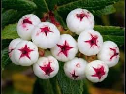white gaultheria hispida snow berry australia tasmania fruit for planting hardy vibrant berries seeds