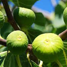 Kodota Exotic Fig Sweet Hardy Fruit Seeds