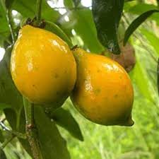 lucuma nervosa fruit for planting sweet Fruit Seeds