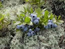 wild lowbush blueberries fruit for planting fresh blueberry your home garden Fruit seeds