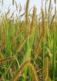 exotic yellow foxtail grass wild millet Fruit seeds