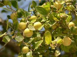 Ziziphus Spina Christi Christ S Thorn Jujube Fruit Sweet And Nutritious Fruit Seeds