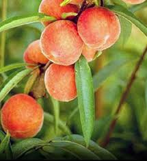 Georgia Belle Peach Smooth Sweet Stone Fruits And Gmo Free Fruit Seeds