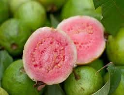 Ruby Supreme Guava Fruit Sweet Trees For Landscape Gardening Fruit Seeds